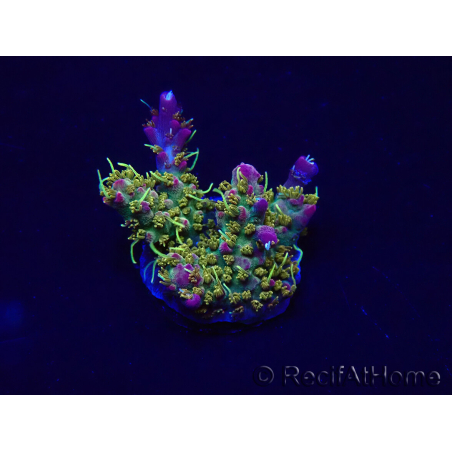 WYSIWYG Acropora Maricultura aclimatado LED