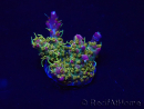 WYSIWYG Acropora 15J10 Mariculture acclimaté led