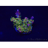WYSIWYG Acropora Maricultura aclimatado LED