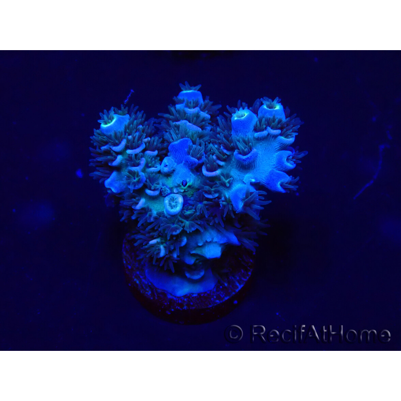 WYSIWYG Acropora tenuis Mariculture acclimated LED