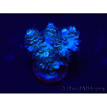 WYSIWYG Acropora tenuis 15K2 Mariculture acclimaté led