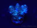 WYSIWYG Acropora tenuis Mariculture acclimaté led