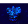 WYSIWYG Acropora tenuis 15K2 Mariculture acclimaté led