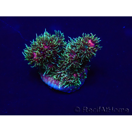 WYSIWYG Acropora millepora Mariculture acclimated LED