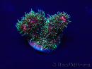 WYSIWYG Acropora millepora Mariculture acclimated LED