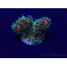 WYSIWYG Acropora millepora Mariculture acclimated LED