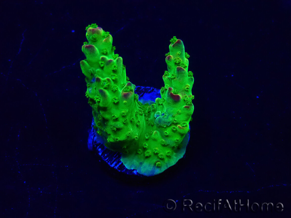 WYSIWYG Acropora millepora mariculture acclimated LED