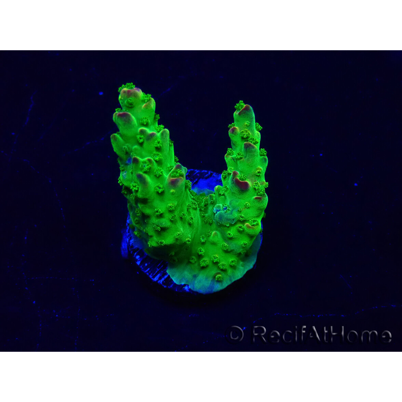 WYSIWYG Acropora 15K5 Mariculture acclimaté led