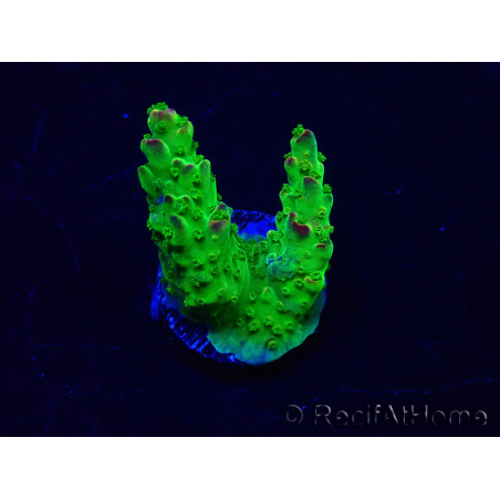 WYSIWYG Acropora 15K5 Mariculture acclimaté led