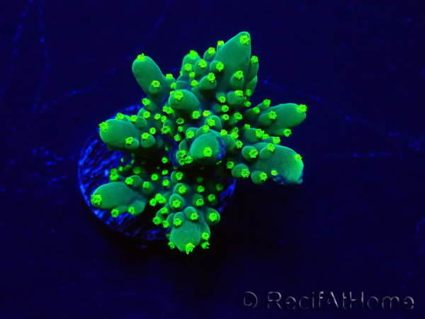 WYSIWYG Acropora acclimaté led