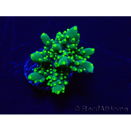 WYSIWYG Acropora acclimaté led