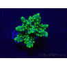 WYSIWYG Acropora 15K7 Mariculture acclimaté led