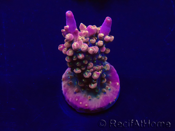 WYSIWYG Acropora Mariculture acclimaté led