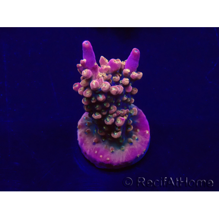 WYSIWYG Acropora 15K10 Mariculture acclimaté led