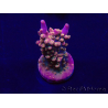 WYSIWYG Acropora 15K10 Mariculture acclimaté led