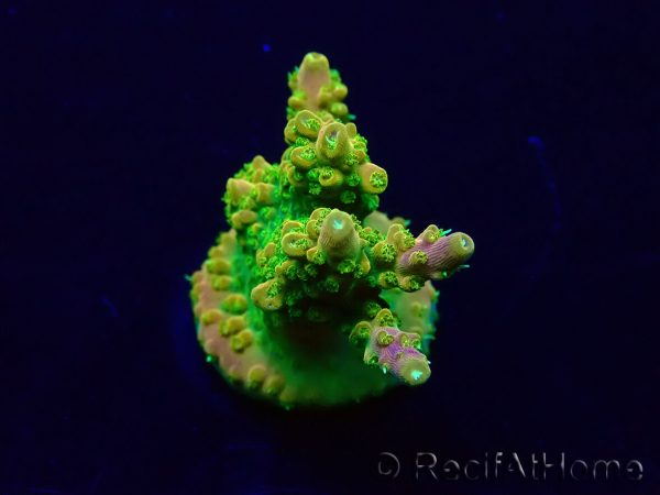 WYSIWYG Acropora Marikultur akklimatisiert LED