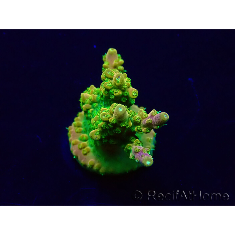 WYSIWYG Acropora Mariculture acclimated LED