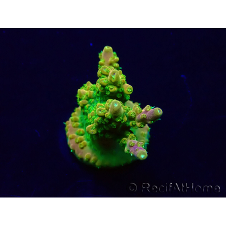 WYSIWYG Acropora Maricoltura acclimatata a LED