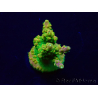 WYSIWYG Acropora Maricoltura acclimatata a LED