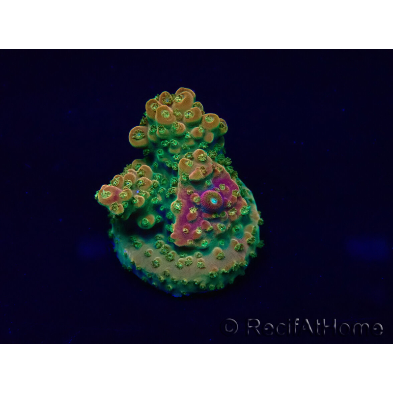 WYSIWYG Acropora Marikultur akklimatisiert LED