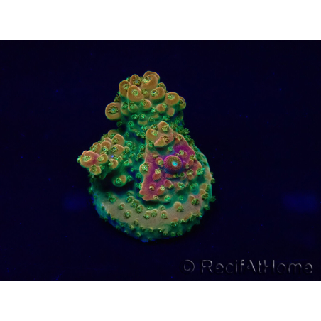 WYSIWYG Acropora Marikultur akklimatisiert LED