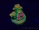 WYSIWYG Acropora Maricultura acclimatato led