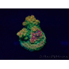 WYSIWYG Acropora Marikultur akklimatisiert LED