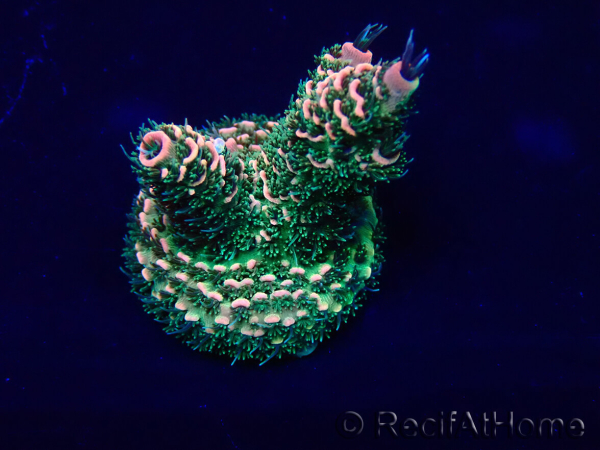 WYSIWYG Acroporamillepora 15L6 Mariculture acclimaté led