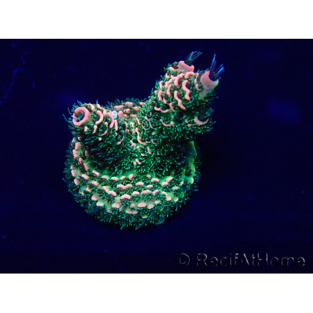 WYSIWYG Acropora millepora Mariculture acclimated LED