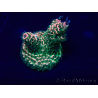 WYSIWYG Acropora millepora Mariculture acclimated LED