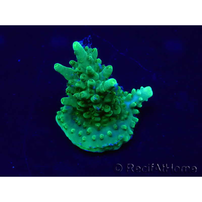 WYSIWYG Acropora 15L9 Mariculture acclimaté led