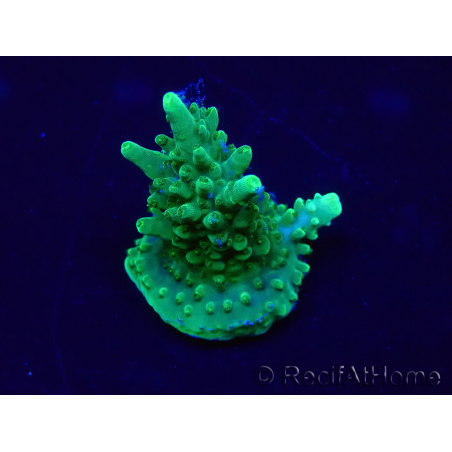 WYSIWYG Acropora 15L9 Mariculture acclimaté led