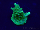 WYSIWYG Acropora 15L9 Mariculture acclimaté led