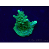 WYSIWYG Acropora 15L9 Mariculture acclimaté led