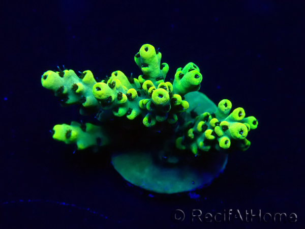 WYSIWYG Acropora Maricoltura acclimatata a LED