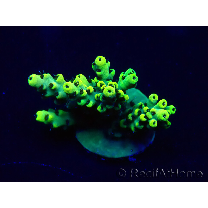 WYSIWYG Acropora Marikultur akklimatisiert LED