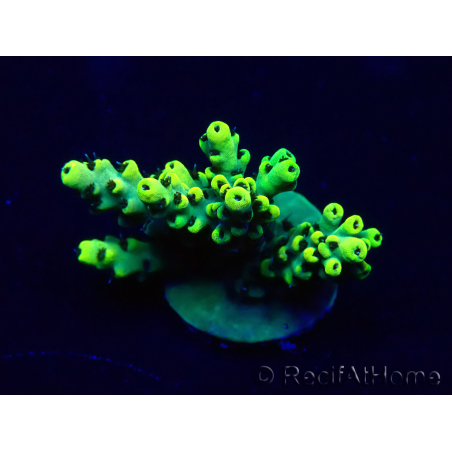 WYSIWYG Acropora 15L12 Mariculture acclimaté led