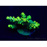 WYSIWYG Acropora 15L12 Mariculture acclimaté led