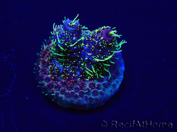 WYSIWYG Acropora millepora Fidji acclimaté led