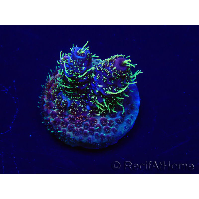WYSIWYG Acropora millepora 15M1 Mariculture acclimaté led