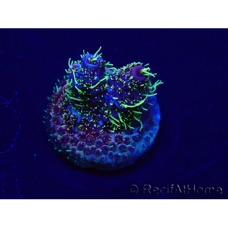 WYSIWYG Acropora millepora 15M1 Mariculture acclimaté led