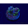 WYSIWYG Acropora millepora 15M1 Mariculture acclimaté led
