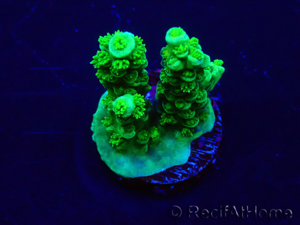 WYSIWYG Acropora acclimaté led