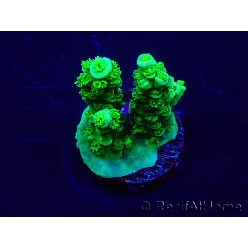 WYSIWYG Acropora akklimatisiert LED