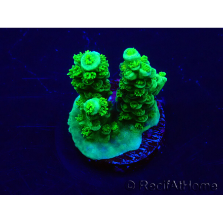 WYSIWYG Acropora akklimatisiert LED