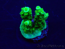 WYSIWYG Acropora acclimaté led