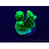 WYSIWYG Acropora tenuis 15M4 Mariculture acclimaté led