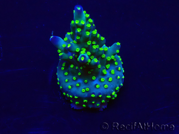 WYSIWYG Acropora Australia aclimatado LED