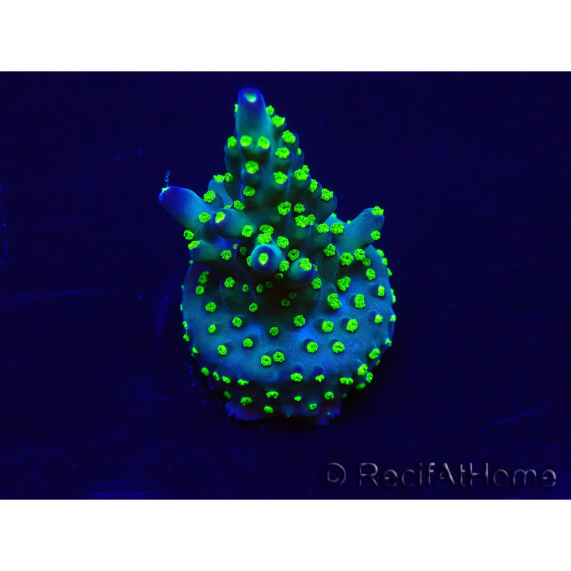 WYSIWYG Acropora 15M6 Mariculture acclimaté led
