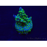 WYSIWYG Acropora Australia acclimatato LED